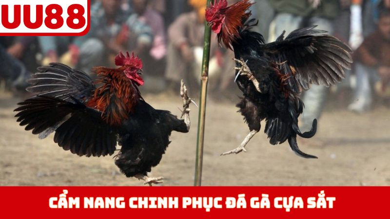 Cẩm nang chinh phục đá gà cựa sắt 