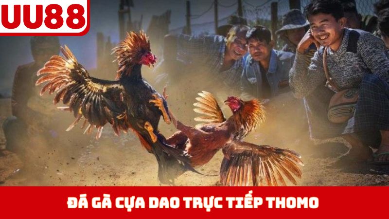 Đá Gà Cựa Dao Trực Tiếp Thomo