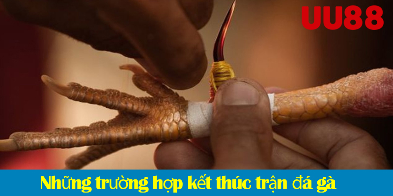 Đá gà cựa dao UU88 - Lựa chọn cá cược hấp dẫn nhất 2025